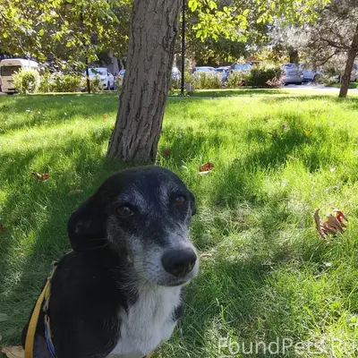 Пропала собака. Зовут Чара, де...