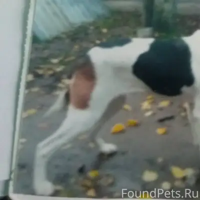 Потерялась собака 24.11 в райо...