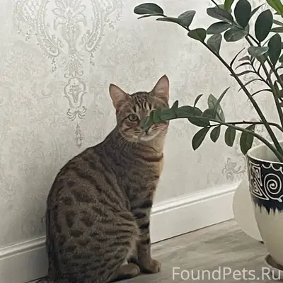 Добрый день, пропал кот, 11 ме...