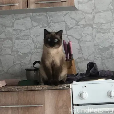 Пропал кот на Ленина 47 ,отвле...