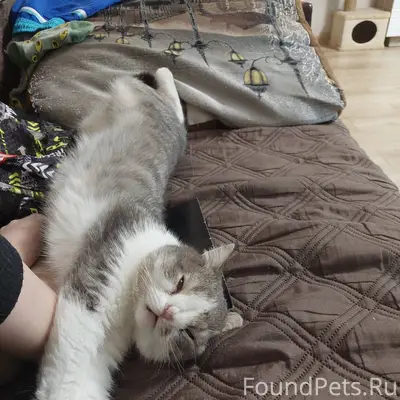 Пропал кот, последний раз виде...