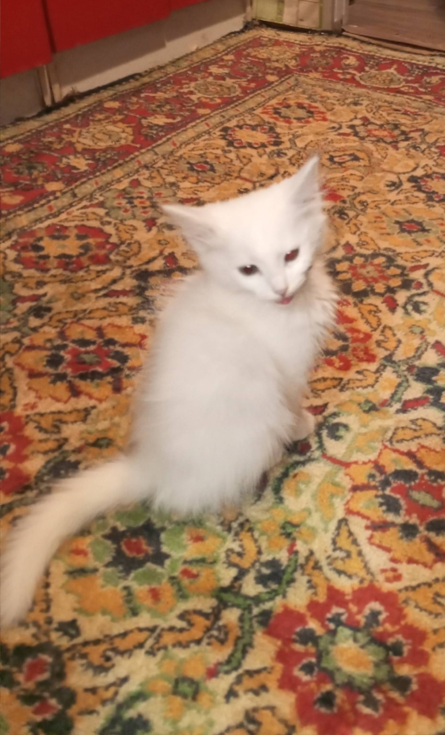 Пропал котёнок в с. Красивка, ...