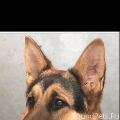 Пропала собака, кобель! По кли...