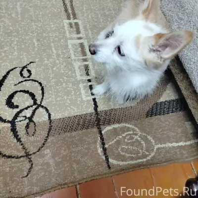 Найдена собака девочка. Хозяев...