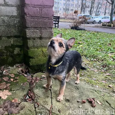 У кого потерялась собака??? Дн...