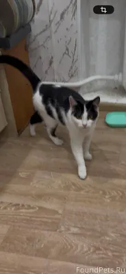 Пропал котенок,член семьи ищем...