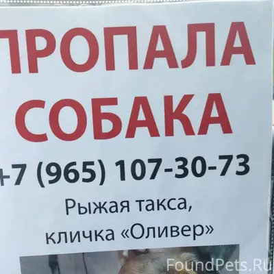 1. Пропал кобель длинношерстно...