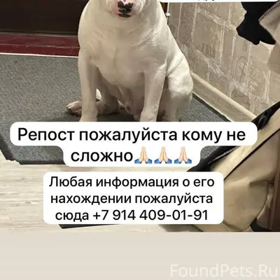 Объявление о пропаже собаки Пр...