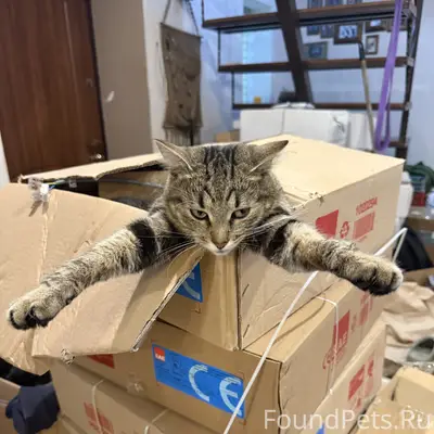 Пропала кошка Муся