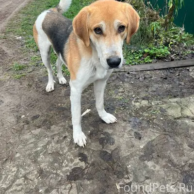 Здравствуйте. В районе дСмирин...