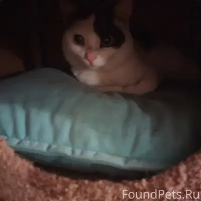 Пришла кошка в районе деревни ...