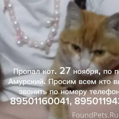 ПРОПАЛ КОТ!!!