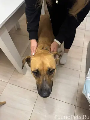 Найдена собака (девочка) с оше...