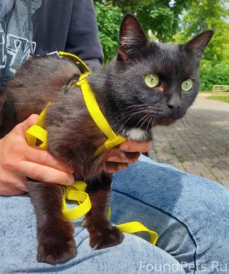 Пропал ЧЁРНЫЙ КОТ, белое пятны...