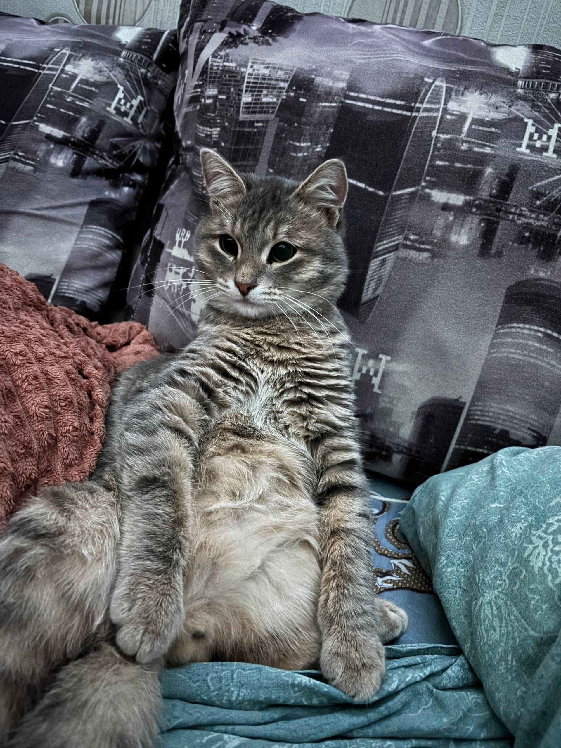 28.11.2024 пропал кот, по...