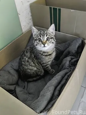 Найден котёнок в СНТ Копцево Е...