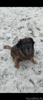 СРОЧНО! ПРОПАЛ НАШ ПЁС МОРИС!!...