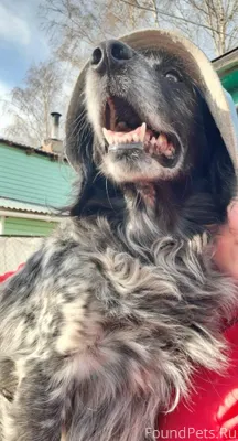 Убежал пёс по кличке Семён, в....