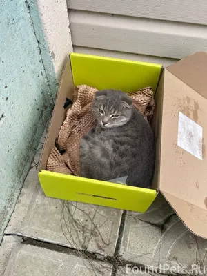 Чья потеряшка? прибился к энер...