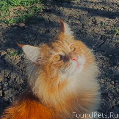 Админ срочно Пропал кот, мейн ...