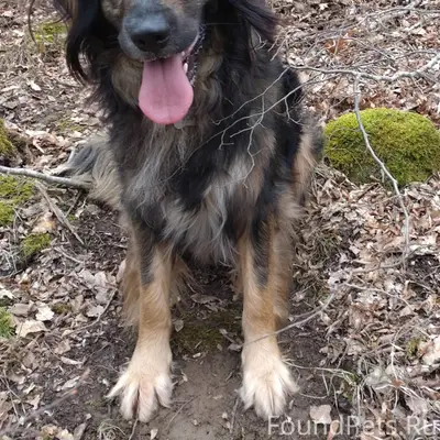 СРОЧНО! ПРОПАЛ НАШ ПЁС МОРИС!!...