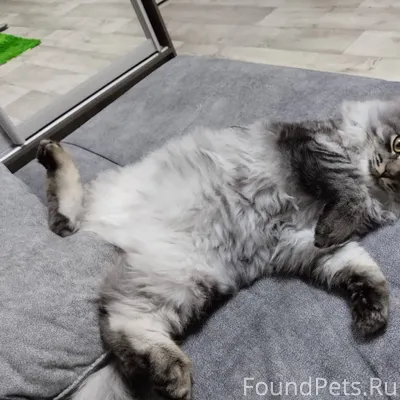 Пропала кошка по улице Гафияту...