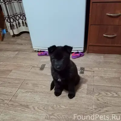 Пропала собака маленькая с кра...