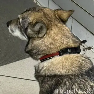 ⚠️ Пропал(а) собака 📍 МО...