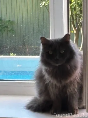 Пропал кот в районе ул. Комяки...