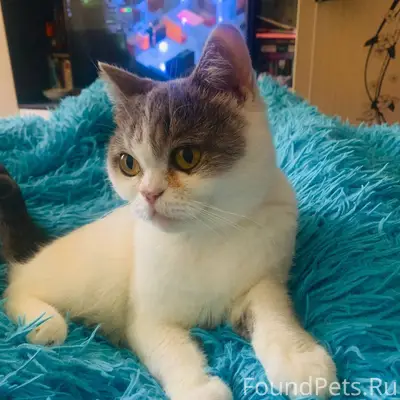 Пропала кошка Кличка - Люся По...