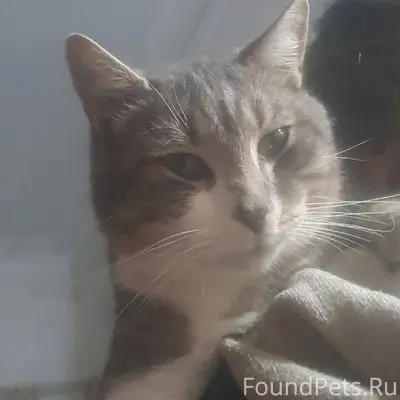 Пропал молодой кот,очень нежны...