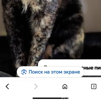 Пропала кошка по кличке Соня, ...