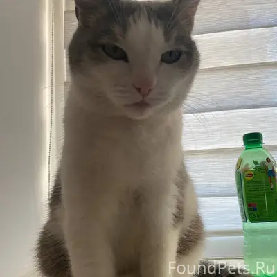 Пропал кот, кличка «Барсик». п...