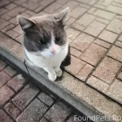 🆘Тутаев🆘 Явно БЫВШЕДОМАШНИЙ ко...