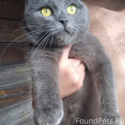 Пропал кот в районе Шильники, ...