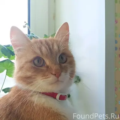 Пропал кот 02.05.2025 ночью...