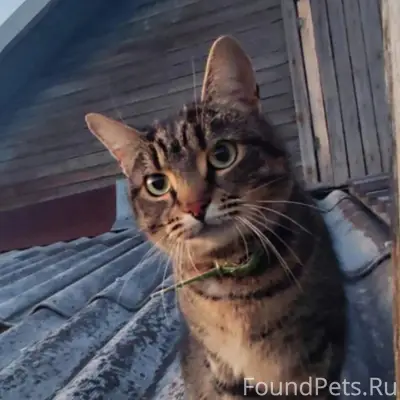 Пропала кошка 29.11, район Авт...