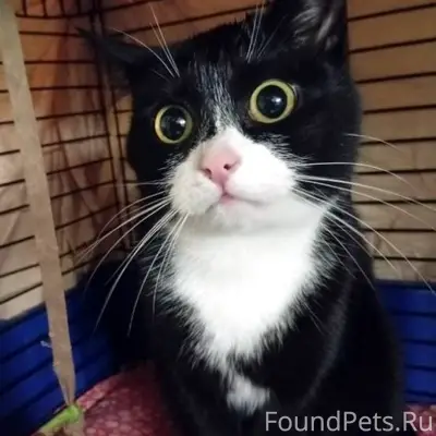 Найдена кошка!!! Прибилась в п...