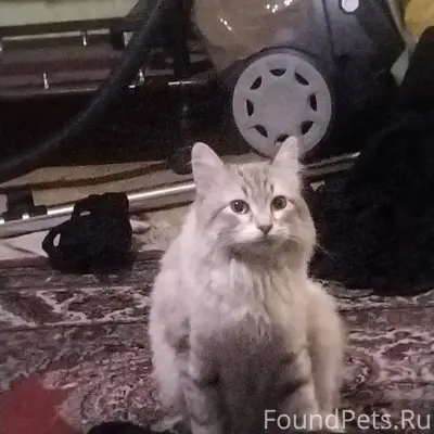 В 3 микрорайоне у Гулливера на...