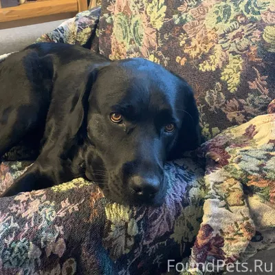ПРОПАЛА СОБАКА ЧЁРНЫЙ ЛАБРАДОР