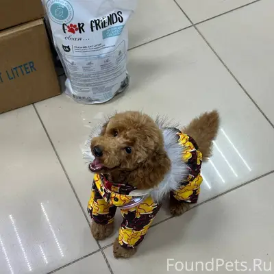 ПОТЕРЯЛАСЬ СОБАКА! 30.11.2025 ...