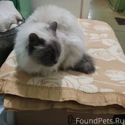 Найдена кошка (кот) , возможно...