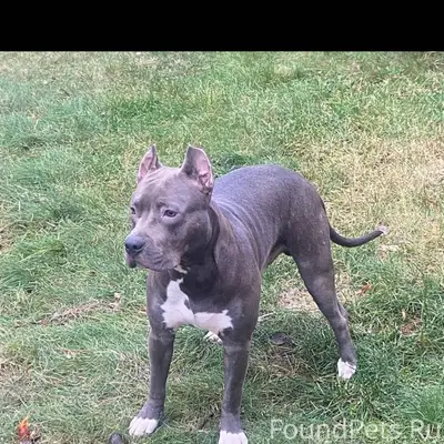 Пропала собака в Зеленограде ,...