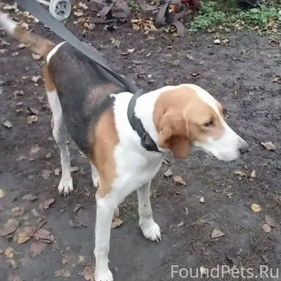 Добрый вечер. Пропала собака, ...