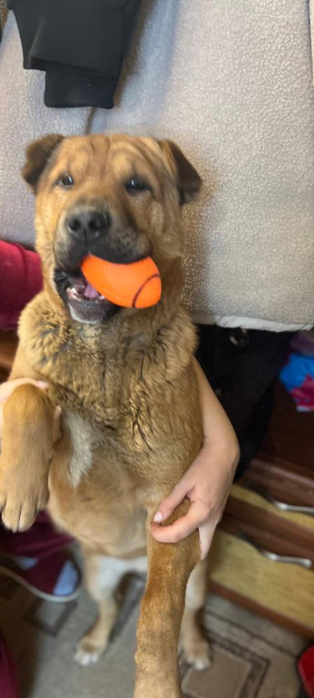 Найдена собака, кто потерял об...