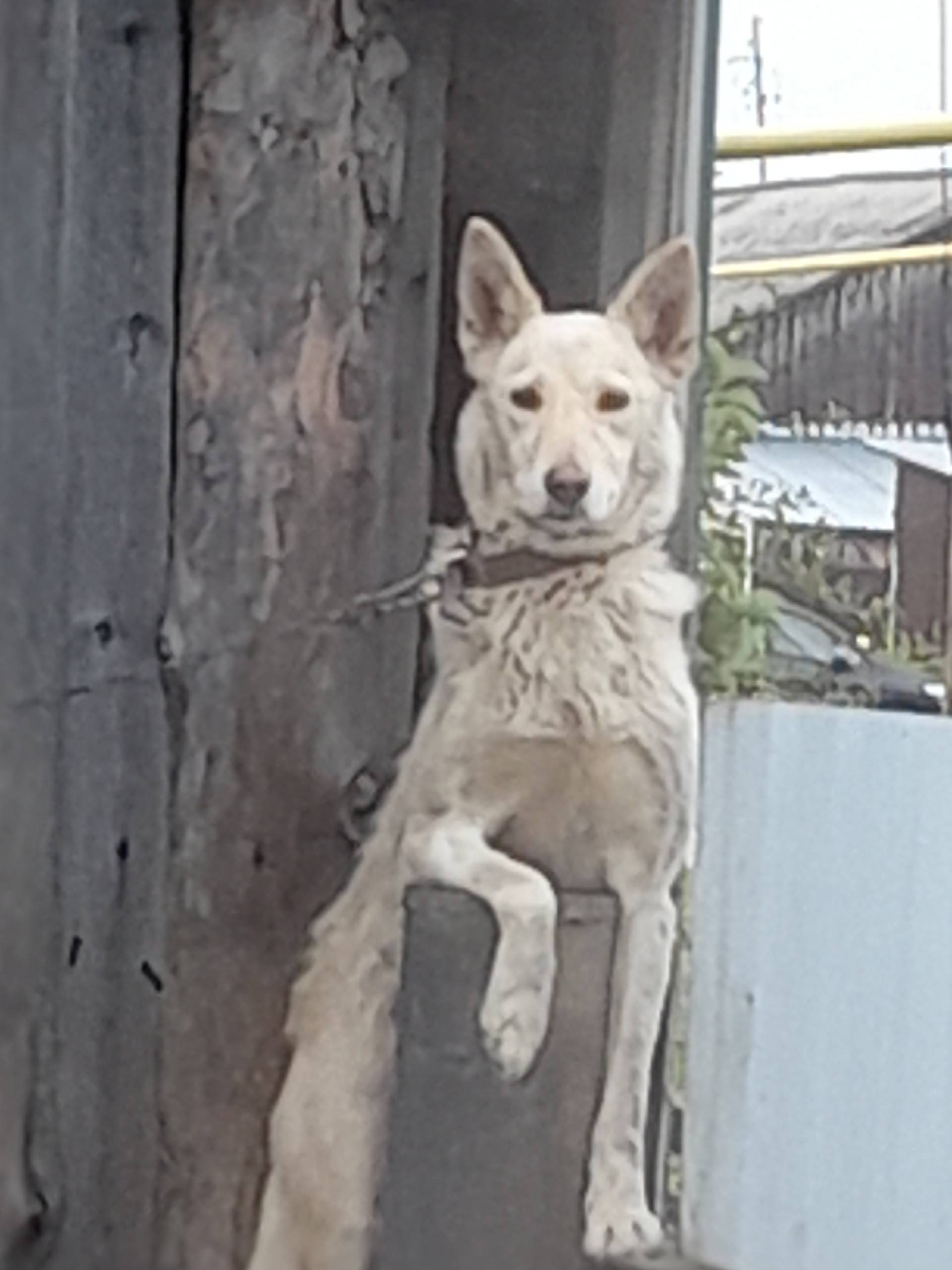 Вчера потерялась собака помесь...