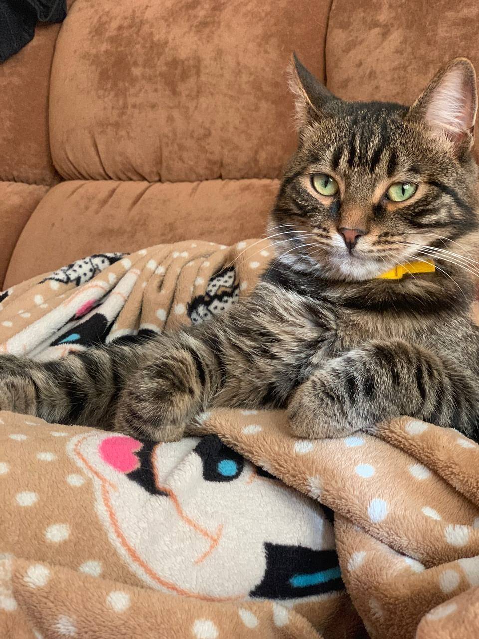 Пропал кот по кличке "Филя" в....