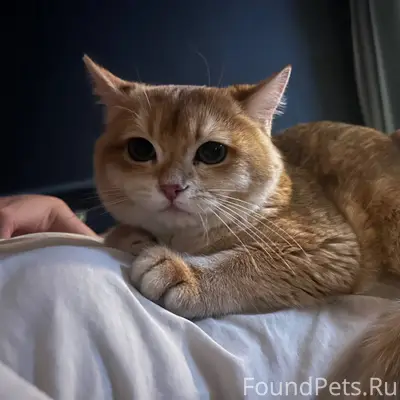 #пропало Пропал 4х месячный ко...