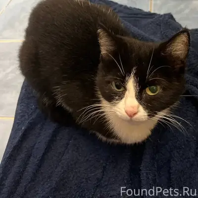 Найдена черно-белая кошка в п....