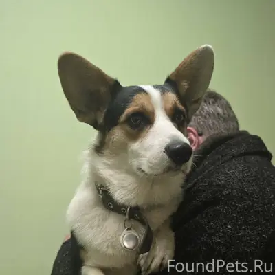 В Дмитиове найдена собака, коб...